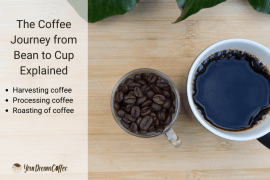 The Coffee Journey from Bean to Cup Explained