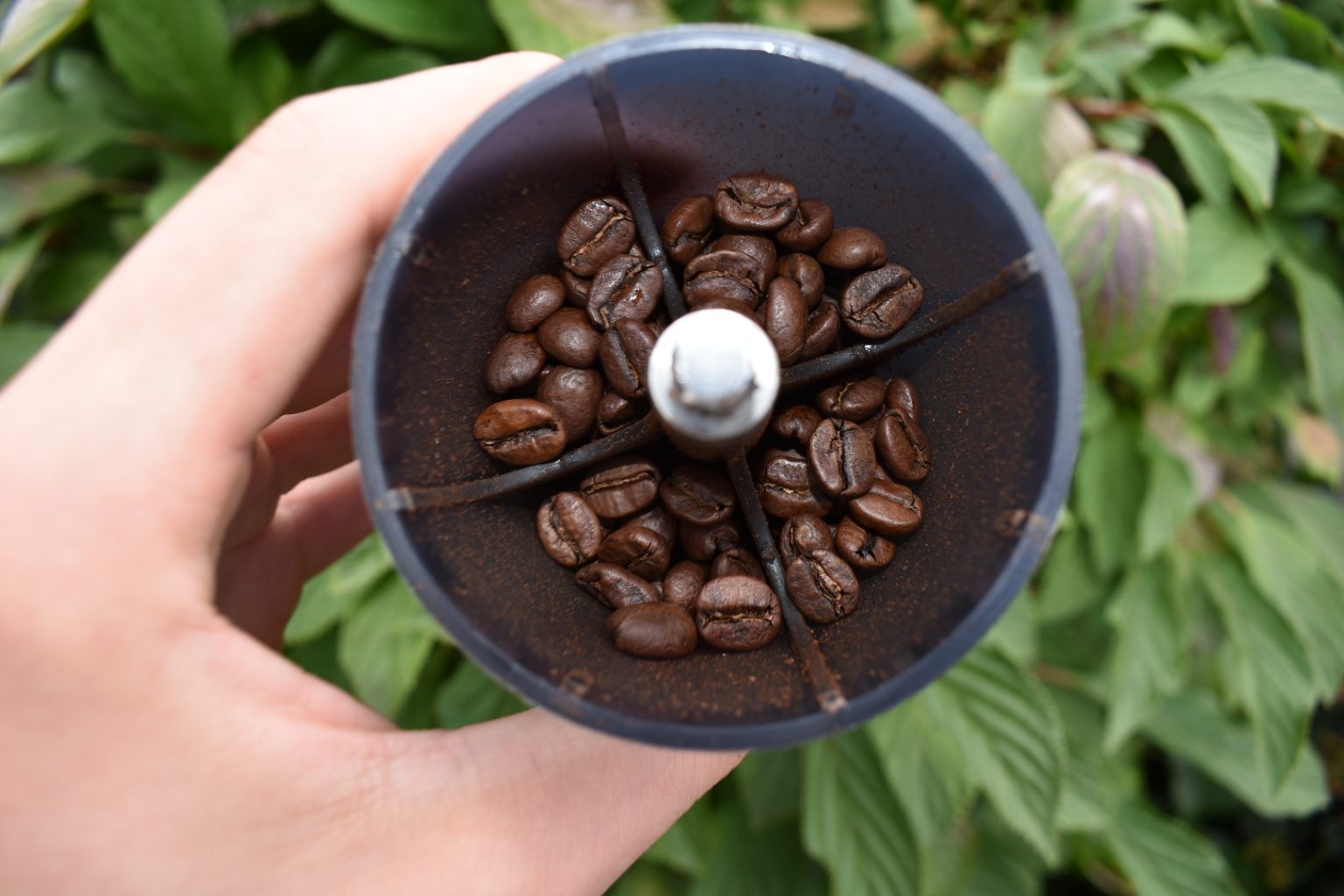 The Coffee Journey from Bean to Cup Explained